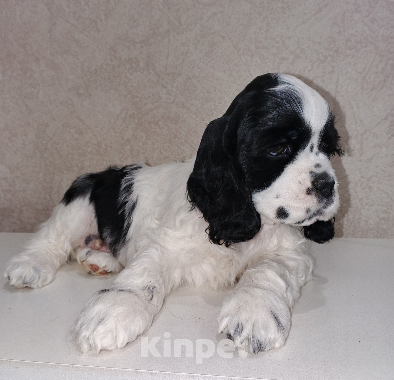 Собаки в Чапаевске: ЩЕНКИ АМЕРИКАНСКОГО КОКЕР-СПАНИЕЛЯ 🐶✨ Разнополые, 50 000 руб. - фото 2