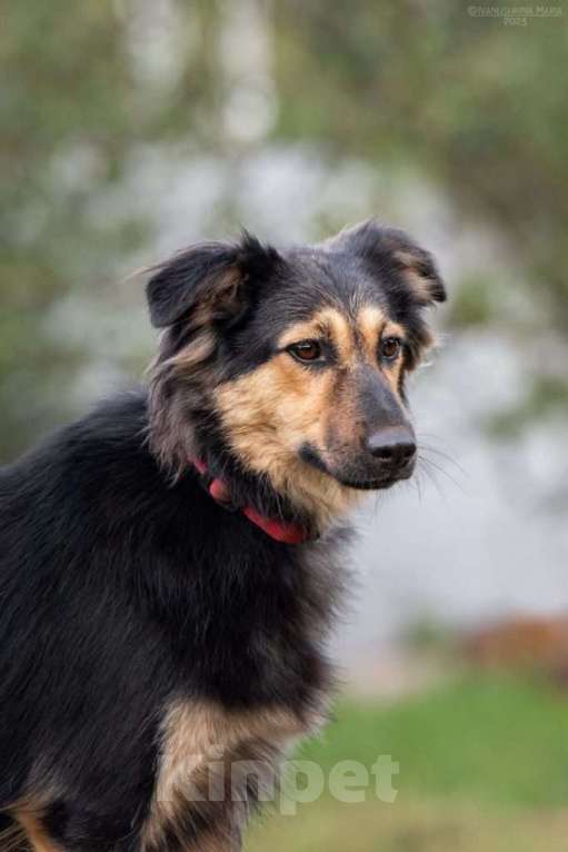 Собаки в Москве: Пушистая собачка Одри в добрые руки Девочка, 1 руб. - фото 7