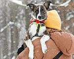 Собаки в Москве: Чудесный щенок Веня ищет дом Мальчик, 10 руб. - фото 6