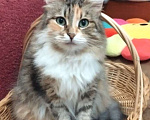 Кошки в Москве: Трехцветная пушистая Шаня, кошечка в добрые руки. Девочка, Бесплатно - фото 6
