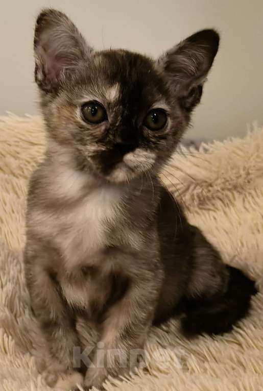 Кошки в Краснодаре: Соболинная черепаха Девочка, 250 000 руб. - фото 4