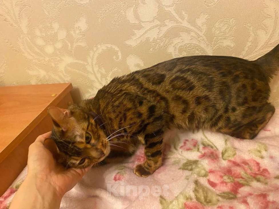 Кошки в Москве: Бенгальская кошка Марта в добрые руки (с характером принцессы) Девочка, Бесплатно - фото 3