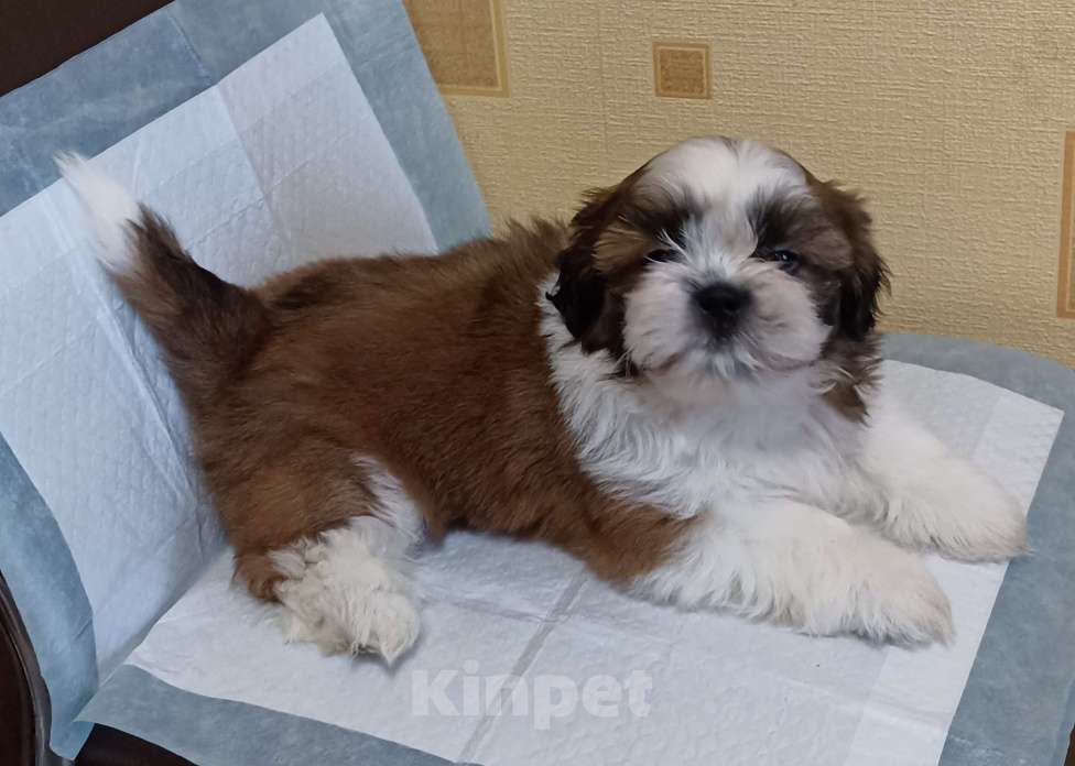 Собаки в Санкт-Петербурге: Мальчик ши-тцу в коричневом плаще  Мальчик, 40 000 руб. - фото 1