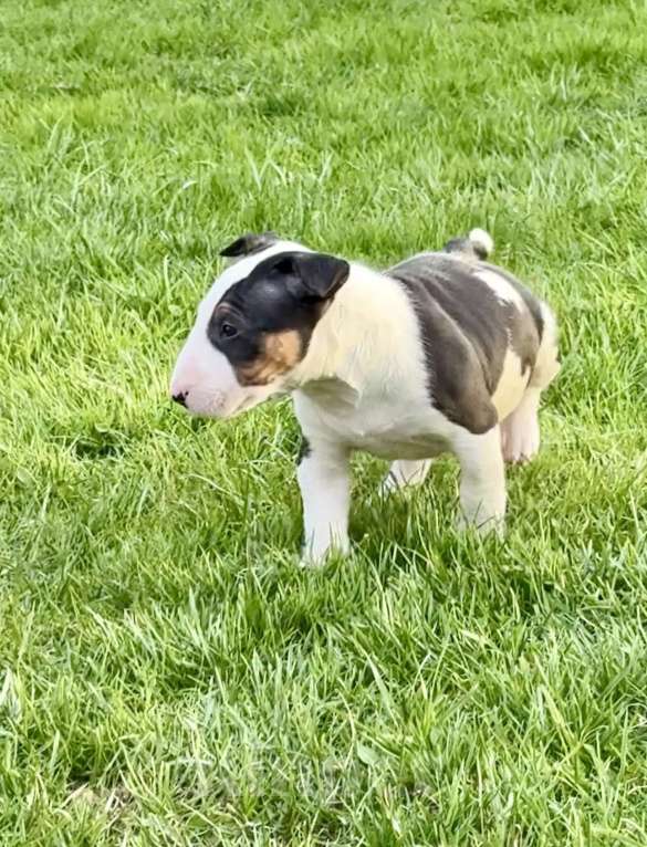 Собаки в других городах Московской области: Щенки 1,5 мес. Питомник Ркф Мальчик, 80 000 руб. - фото 2