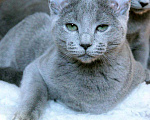 Кошки в Москве: Русские голубые котята, 45 000 руб. - фото 10