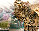 Кошки в Болхове: Котята - подростки бесплатно!, Бесплатно - фото 1