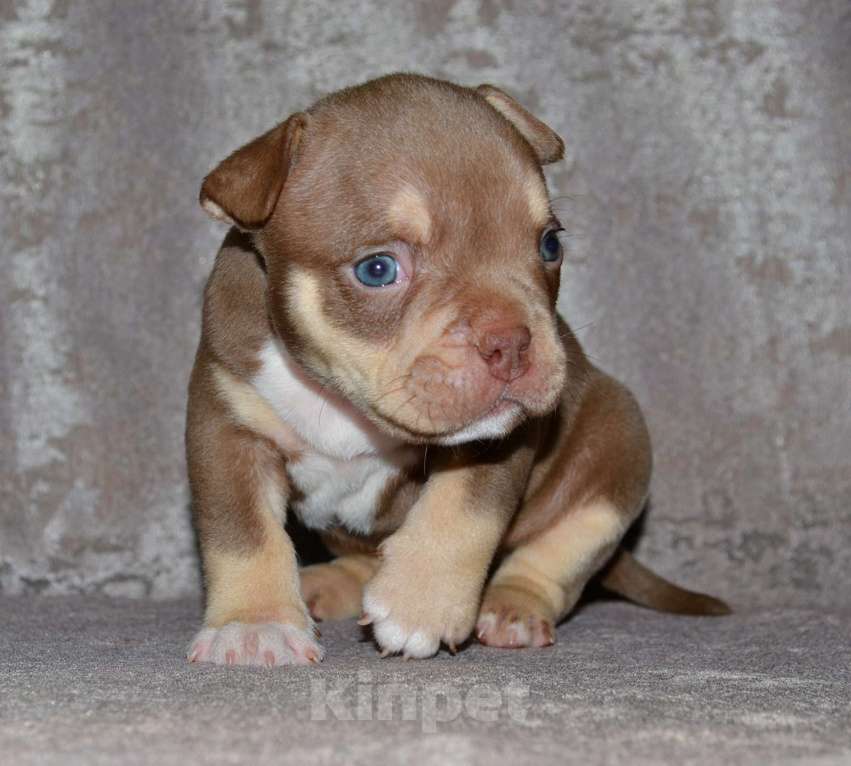 Собаки в Москве: Щенки Американский булли Мальчик, 80 000 руб. - фото 6