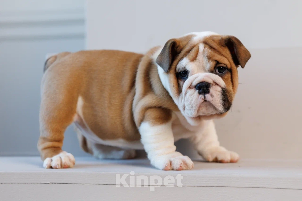 Собаки в Москве: Милое создание Карлуша Девочка, 100 000 руб. - фото 1