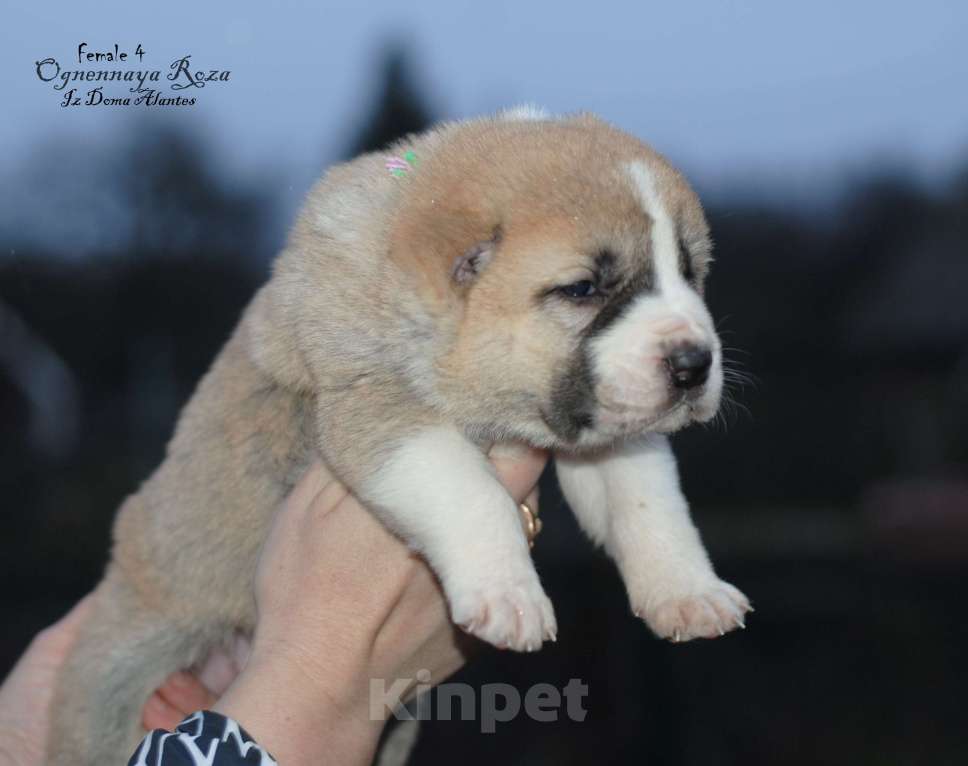 Собаки в Саратове: Щенок САО Девочка, Бесплатно - фото 3