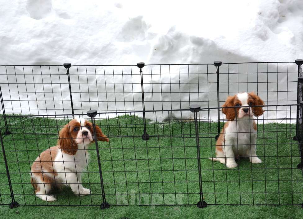 Собаки в Ногинске: Щенки кавалер кинг чарльз спаниель Мальчик, Бесплатно - фото 5