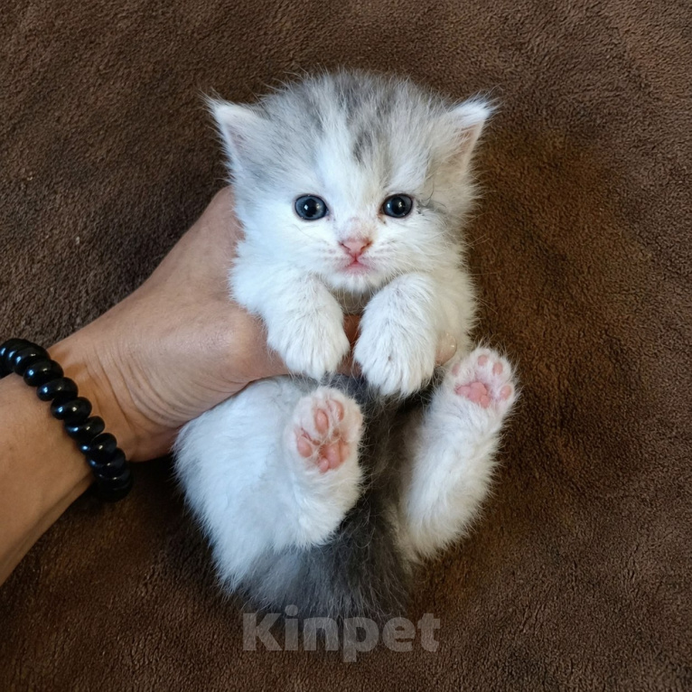 Кошки в Барнауле: Шотландская прямоухая кошка короткошёрстная Девочка, 8 000 руб. - фото 1