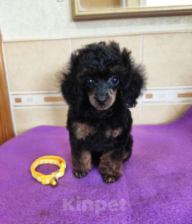 Собаки в Севастополе: Пудель той Мальчик, 60 000 руб. - фото 2