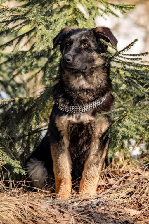 Собаки в других городах Московской области: Щенок немецкой овчарки рабочего разведения Девочка, 80 000 руб. - фото 3