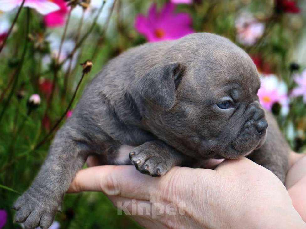 Собаки в Москве: Американский булли Покет (Ранний резерв) Девочка, 100 000 руб. - фото 2