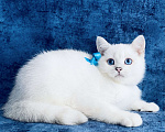 Кошки в Пушкино: Британский синеглазый котик! Шиншилла пойнт.  Мальчик, 15 000 руб. - фото 3