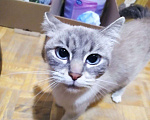 Кошки в Видном: Дымка-малышка ищёт уютный дом Девочка, Бесплатно - фото 4