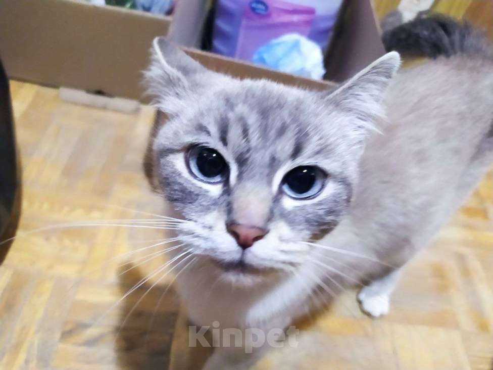 Кошки в Видном: Дымка-малышка ищёт уютный дом Девочка, Бесплатно - фото 4