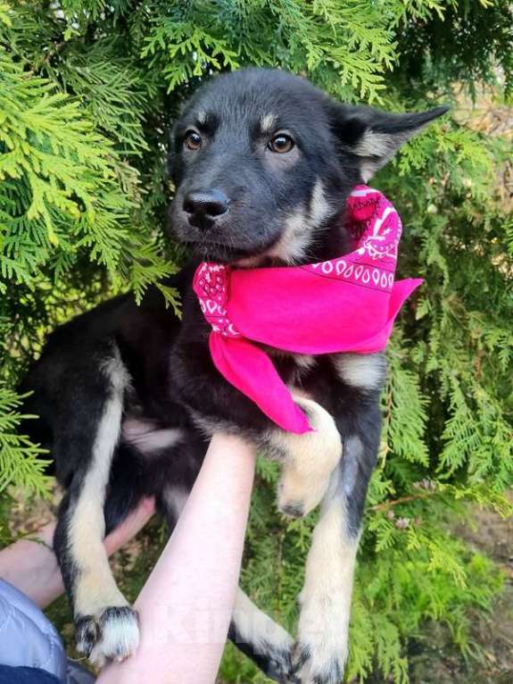 Собаки в Москве: Щенки овчарки в добрые руки Мальчик, Бесплатно - фото 2