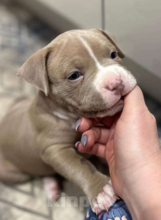 Собаки в Лыткарино: Щенки Американского булли  Мальчик, 139 999 руб. - фото 2