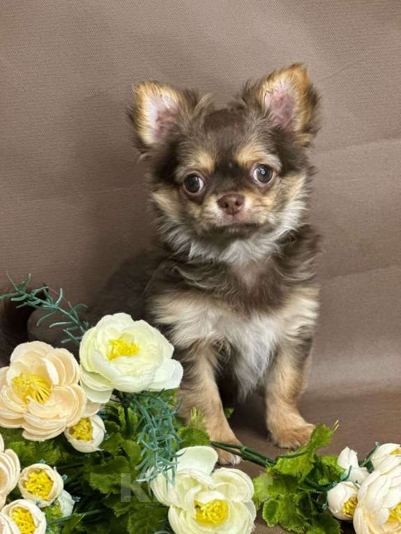 Собаки в Москве: Яркая девочка чихуахуа Девочка, 60 000 руб. - фото 9