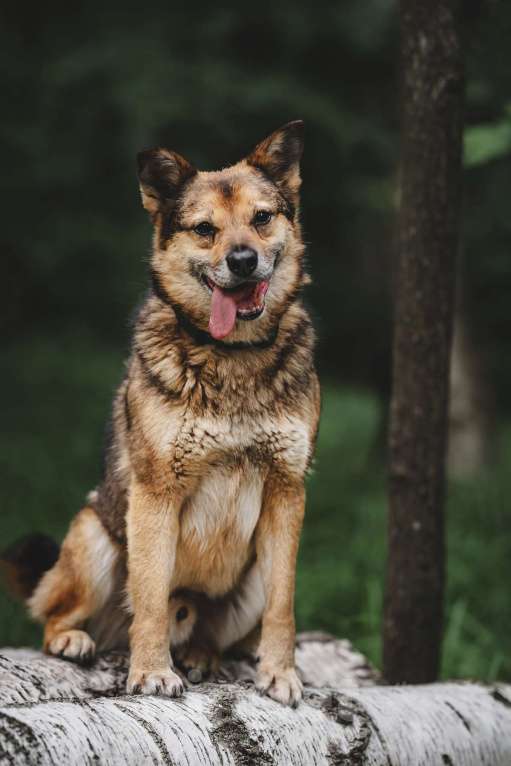 Собаки в Москве: Шебутной Жорик готов стать вашим лучшим другом! Мальчик, Бесплатно - фото 4