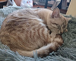 Кошки в Альметьевске: Потерялся кот  Мальчик, Бесплатно - фото 1