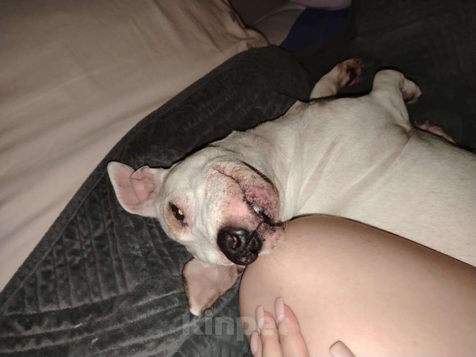 Собаки в Чехове: Отдаю в добрые руки Девочка, Бесплатно - фото 4