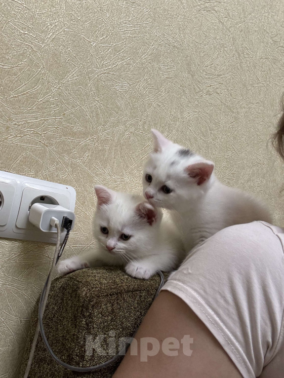 Кошки в Новороссийске: Прямоухие шотландские котята   Мальчик, Бесплатно - фото 1