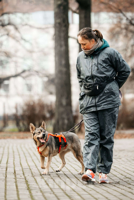 Собаки в Москве: Харизматичная Булка ищет дом Девочка, Бесплатно - фото 8