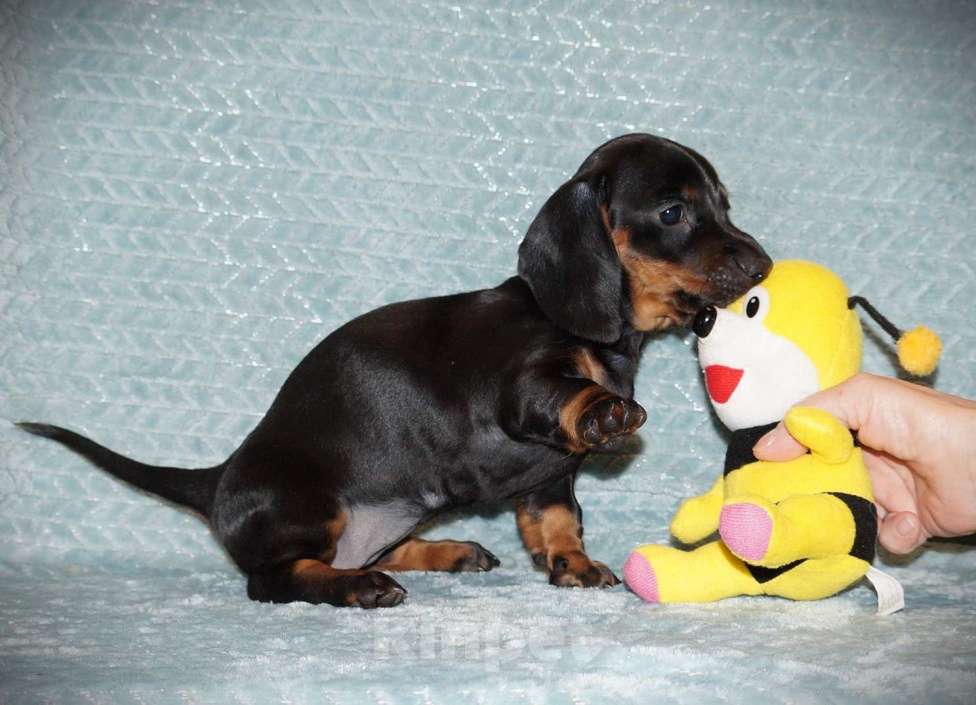 Собаки в Иваново: Такса стандартная г-ш. РКФ Девочка, 50 000 руб. - фото 4