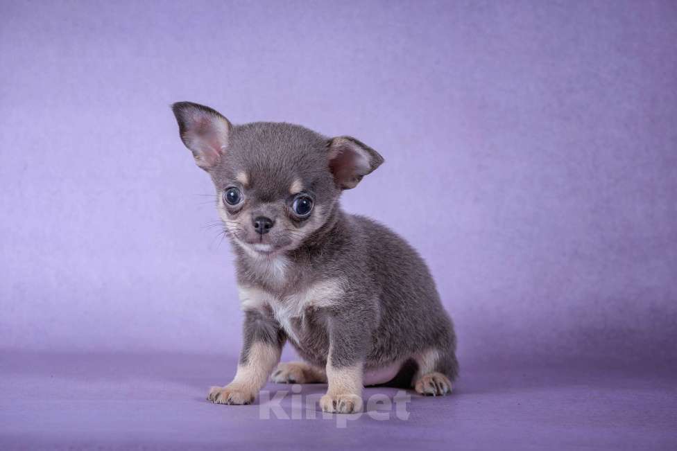 Собаки в Москве: Голубой малышок Мальчик, 65 000 руб. - фото 3