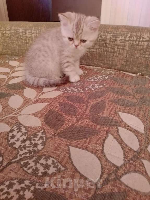 Кошки в других городах Волгоградской области: Шотладский котёнок Девочка, 3 000 руб. - фото 5