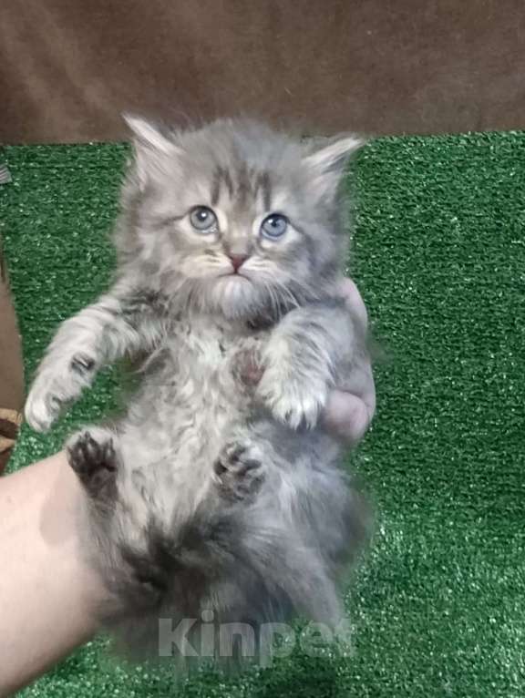 Кошки в Москве: Замечательные шотландские котята Мальчик, Бесплатно - фото 6