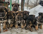 Собаки в Челябинске: Щенки немецкой овчарки Мальчик, 20 000 руб. - фото 3