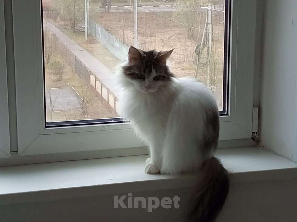 Кошки в Домодедово: Две кошки в добрые руки Девочка, Бесплатно - фото 3