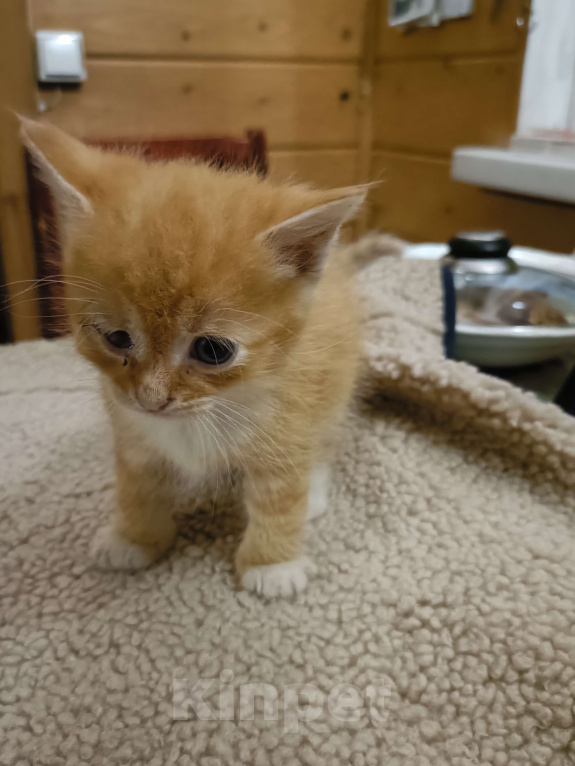Кошки в других городах Ленинградской области: Мотя Мальчик, Бесплатно - фото 2