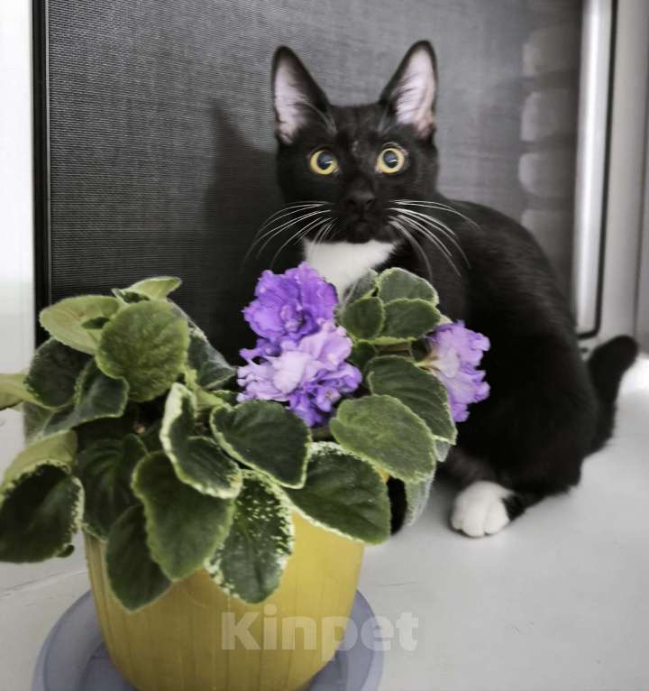 Кошки в Санкт-Петербурге: Самы ласковый маркизик Тиша Мальчик, Бесплатно - фото 3