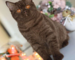 Кошки в Владивостоке: Британский котёнок шоколадного окраса  Девочка, 30 000 руб. - фото 2
