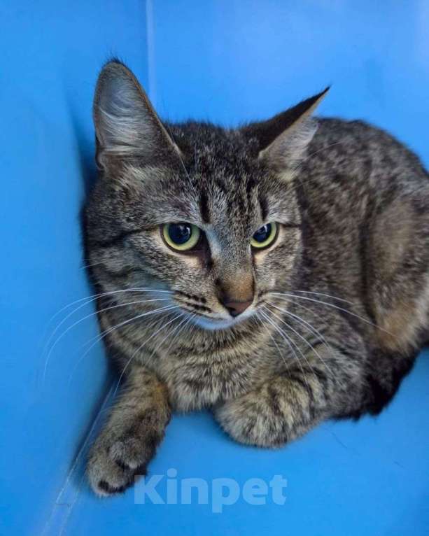 Кошки в Москве: Кошечка-подросток Шани ждет своих людей с замиранием сердца ❤️‍🩹 Девочка, Бесплатно - фото 3