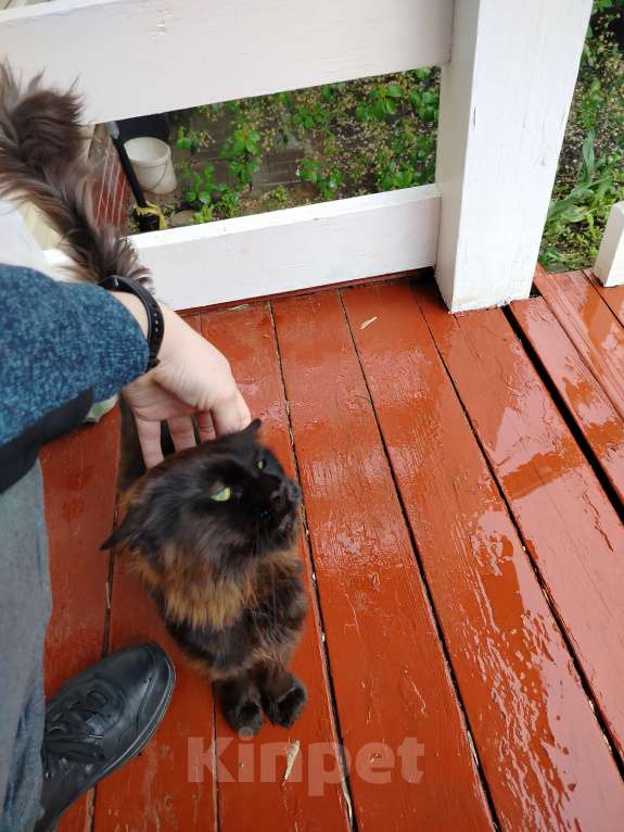 Кошки в других городах Московской области: Найдена кошка Девочка, Бесплатно - фото 2