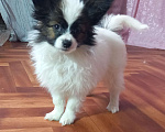 Собаки в Анапе: милые и очень красивые Мальчик, 35 000 руб. - фото 2