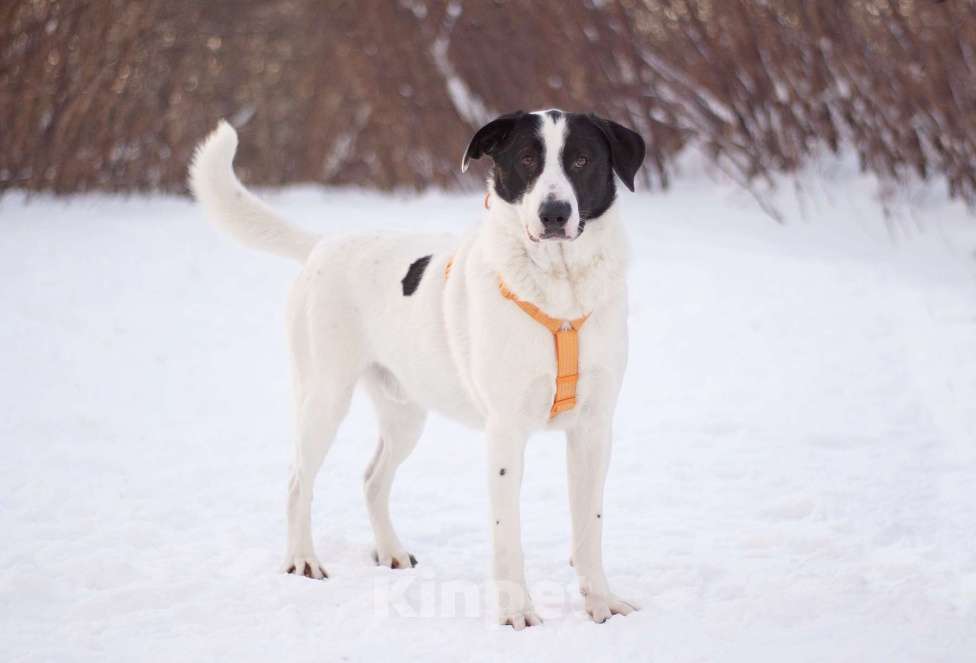 Собаки в Москве: Позитивный и общительный Макс в добрые руки Мальчик, Бесплатно - фото 6