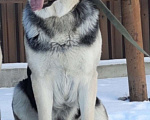 Собаки в других городах Краснодарского края: Щенок Восточноевропейской овчарки Девочка, 60 000 руб. - фото 10