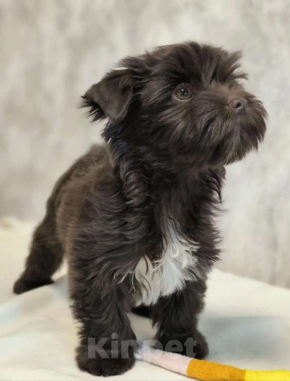 Собаки в Москве: Цветной йорк Мальчик, 56 000 руб. - фото 1