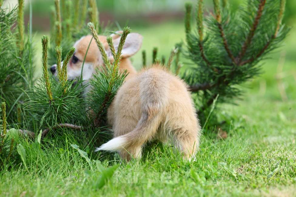 Собаки в Казани: Щенок вельш корги пемброк  Девочка, 70 000 руб. - фото 4
