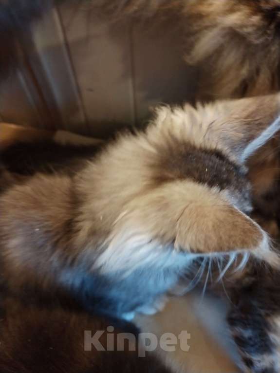 Кошки в Петрозаводске: Котенок мейн-кун  Мальчик, 35 000 руб. - фото 2