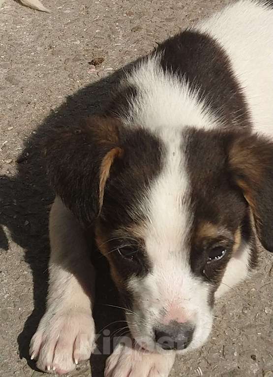 Собаки в других городах Крыма: Щенок в добрые руки. Даром. Мальчик, Бесплатно - фото 1