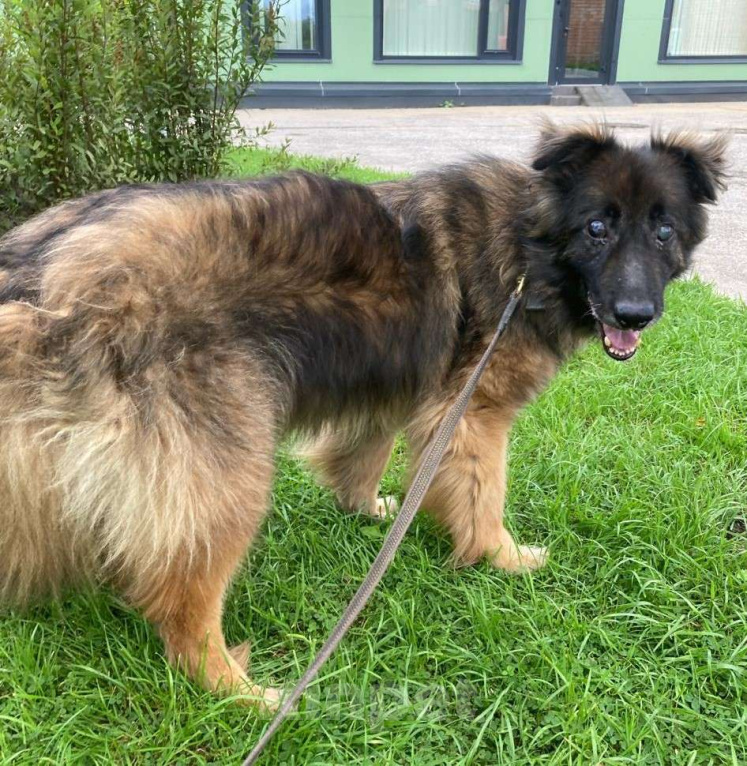 Собаки в Москве: Слепой Дейл  Мальчик, Бесплатно - фото 3