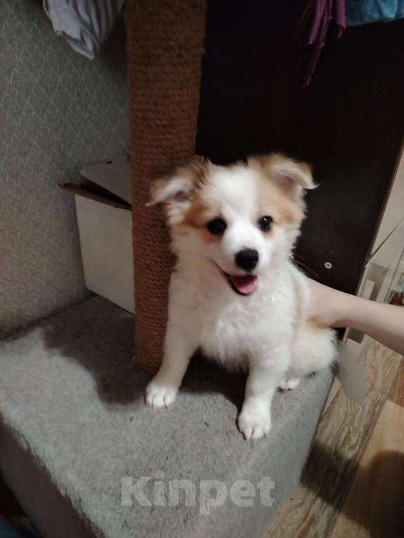 Собаки в Ярославле: Щенки чихуахуа  Мальчик, 15 000 руб. - фото 3