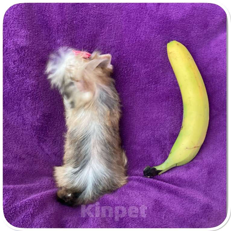 Собаки в Москве: Голддаст йорк золотая девочка мини Девочка, 85 000 руб. - фото 4